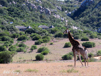 Woodbury Lodge Amakhala Game Reserve Luaran gambar